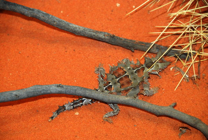 Thorny Devil