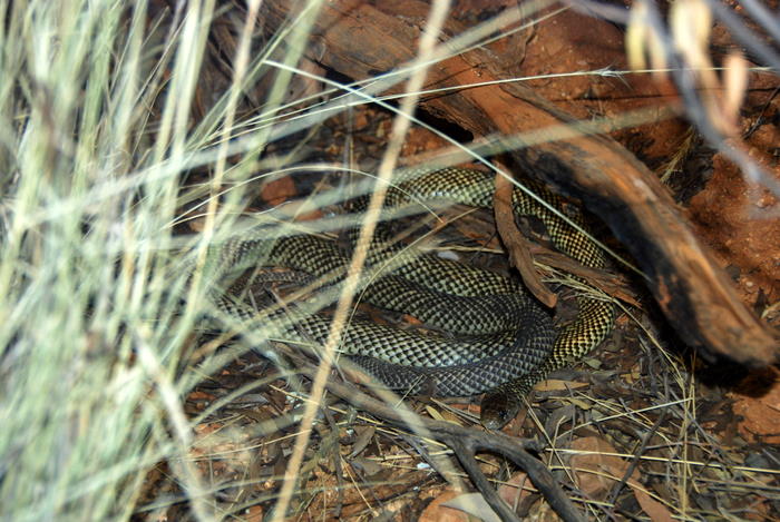 Snake
