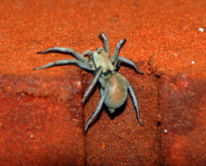 Spider