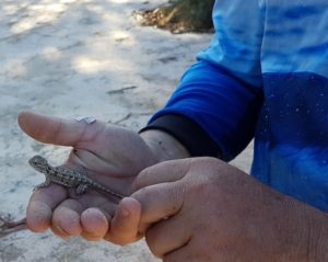 Matt with a gecko at Kwolyin.