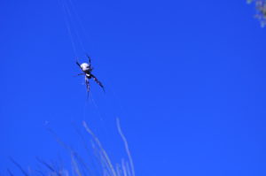 Orbweaver spider at Kokerbin Rock.
