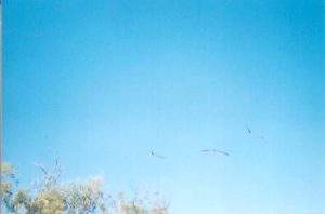 Bird Identification 101 (still not eagles).