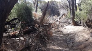 The fallen tree totally blocked the Track.