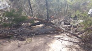 Dragging the tree off the Track.