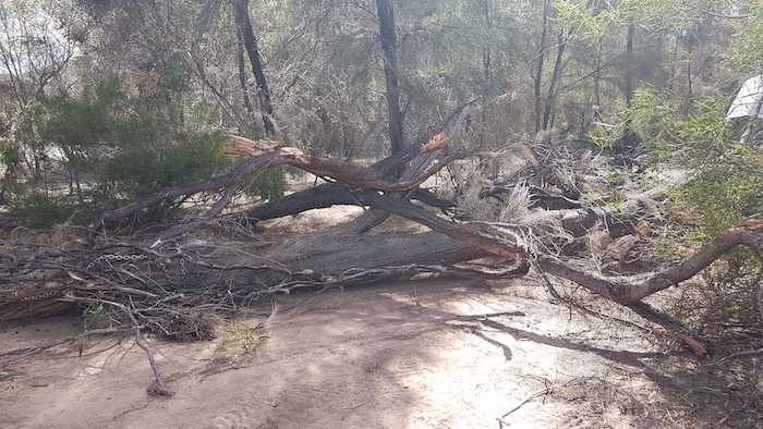 Dragging the tree off the Track.