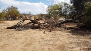 Dragging tree away from track.