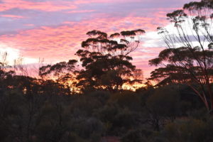 Sunset over the Great Western Woodlands.