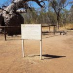 This hollow, ancient boab tree was used by the Police as an overnight holding cell.