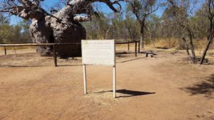 This hollow, ancient boab tree was used by the Police as an overnight holding cell.