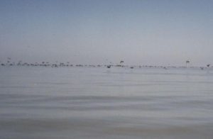 We upset thousands of birds.