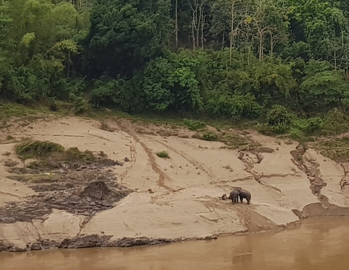 Elephants on the southern bank at Pak Beng.