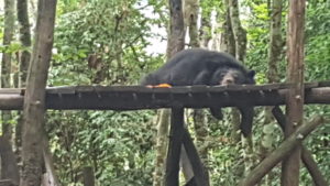 Asiatic Black Bear or Moon Bear.