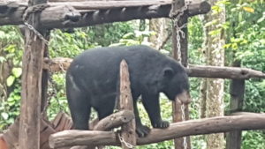 More than 200,000 tourists pass the Bear Rescue Centre on their way to (or return from) the famous Kuang Si waterfall.