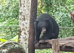 Rescued bears have plenty of room in a open playground.