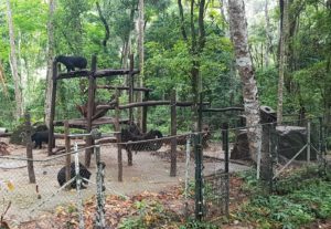 Moon bears are opportunistic omnivores, eating fruits, eggs, berries, nuts, insects and meat.