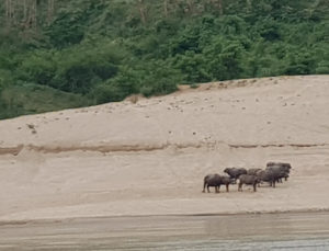 Water buffalo.