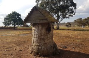 Survey tree on Terry Road, Boyup Brook.