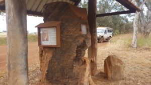 At the Gregory survey tree on Gibbs Road, Condinup.