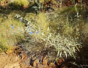 A little bit of colour on the walk track into the pool.