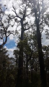 This King Jarrah tree is thought to more than 400 years old.