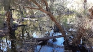 The Murray River at Driver Road crossing.
