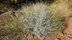 On the track into Python Pool.