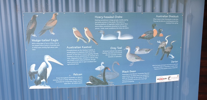 Birds likely to be seen at the Observatory.