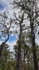 King Jarrah Tree