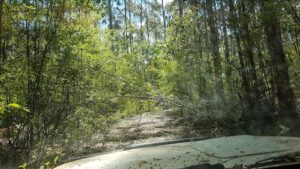 Overhanging vegetation was light enough to be pushed out of the way.