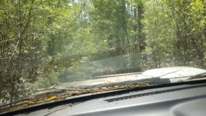 Through the windscreen.