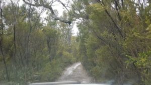 A portion of the track in to Possum Trappers Hill.