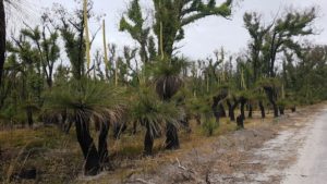 Grass trees in infloresence south of Wilga.