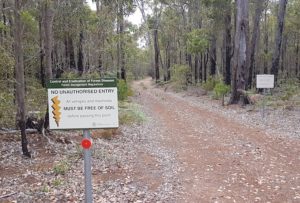 Attempting to control dieback.