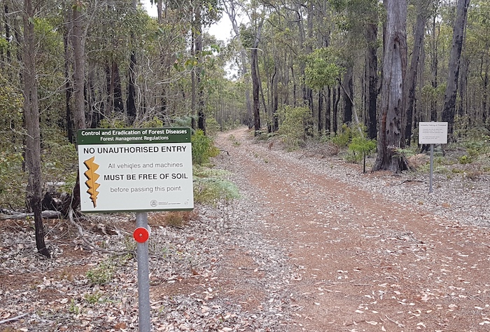Attempting to control dieback.