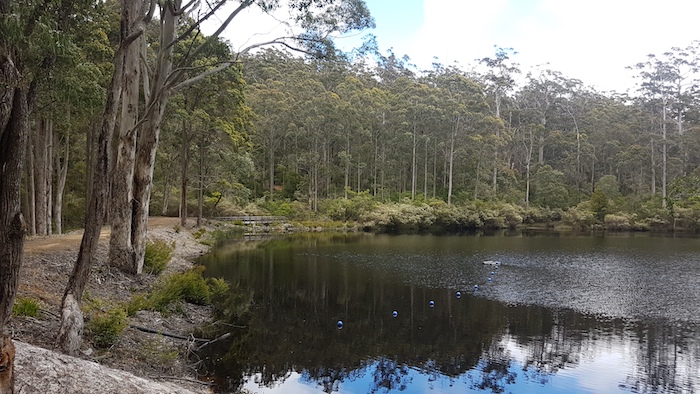 Shannon Dam and Lake is about 1.4 kilometres from the start of the Great Forest Trees Drive.
