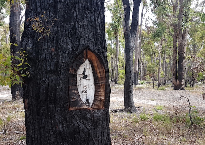 Another anachronistic blazed survey tree.