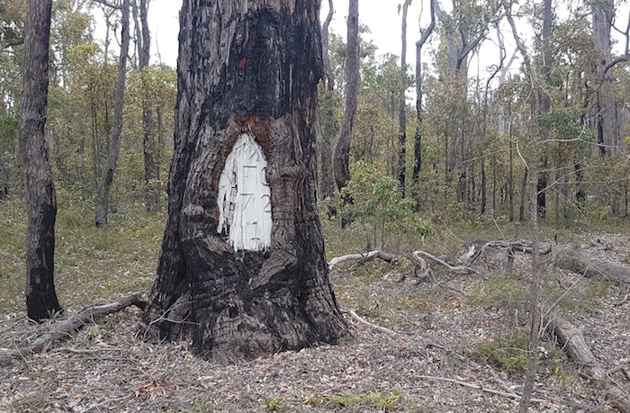 A survey tree near Wilga. With the advent of GPS these trees are no longer required.
