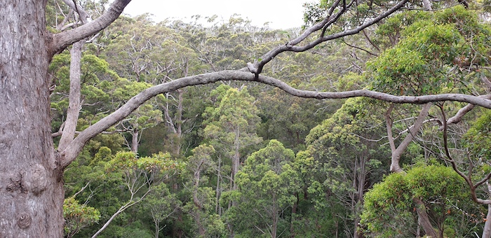 The 600 metre long walkway is 40 metres above the ground and really puts you in the tree tops.