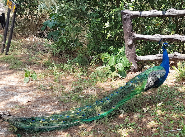 Resident peacock.