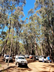 At the start of the Great Forest Trees Drive.