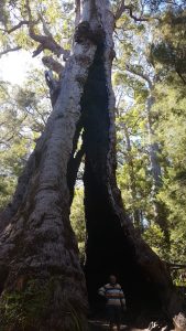 Cliff at burnt out tingle tree.
