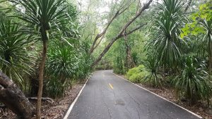 Road to cave.