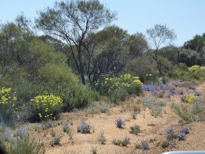 Wildflowers on the road verge at Burracoppin Well.