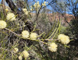 Wildflowers at Elachbutting Rock.