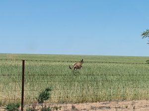 Kangaroo in paddock.