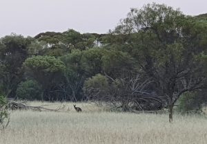 Early morning kangaroo at Mindebooka.