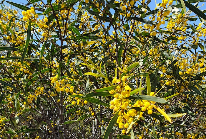 Acacias in flower at Moorine Rock.