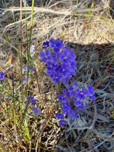 Blue flowers at Totadgin.