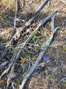 Various flowers