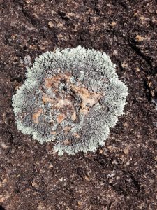 Lichen on Totadgin Rock.